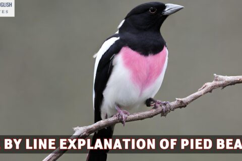 Line By Line Explanation Of Pied Beauty